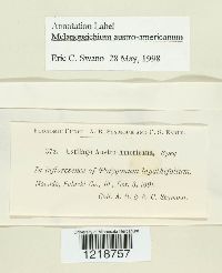 Melanopsichium austroamericanum image