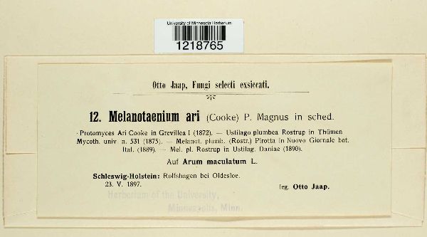 Melanotaenium ari image