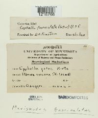 Merismodes fasciculata image