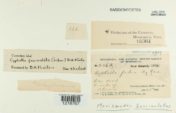 Cyphella fasciculata image