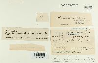 Media resource of Cyphella fasciculata