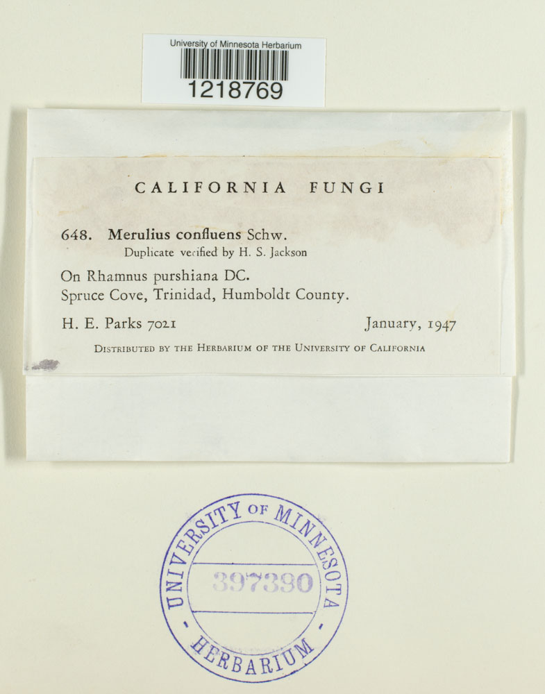 Byssomerulius corium image