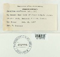 Byssomerulius corium image