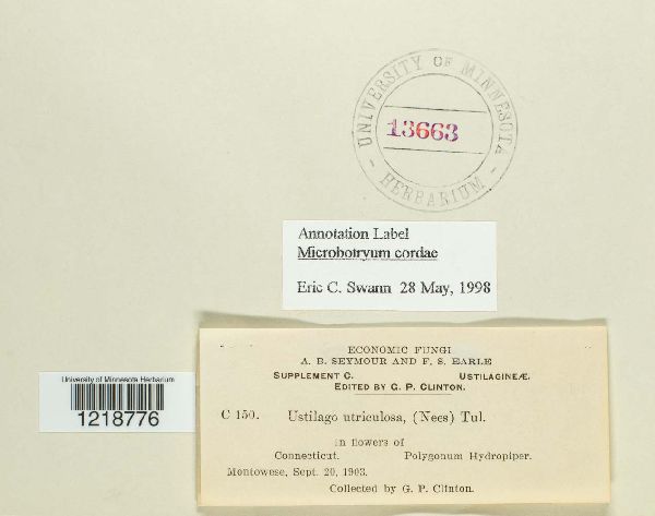 Microbotryum cordae image