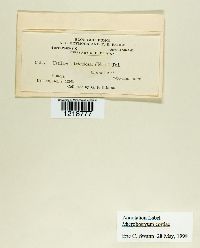 Ustilago utriculosa image