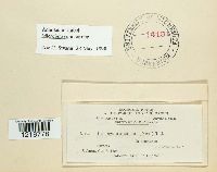 Ustilago utriculosa image