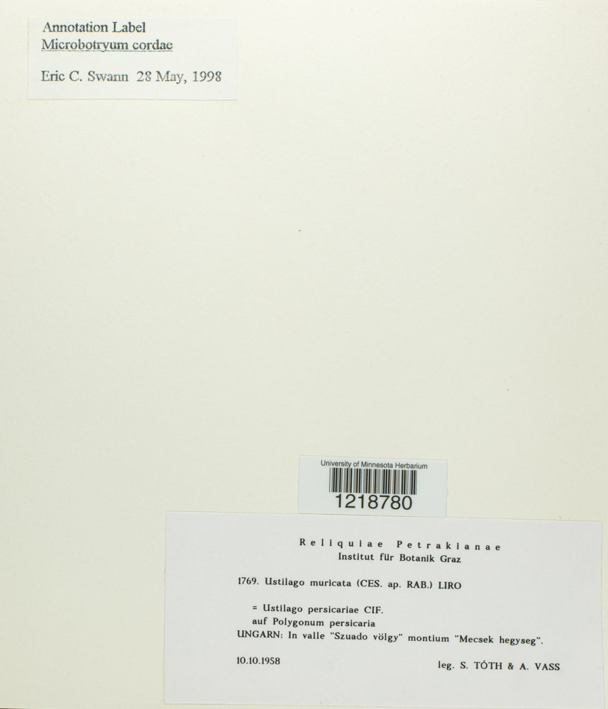 Ustilago muricata image