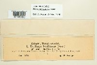 Microbotryum scabiosae image