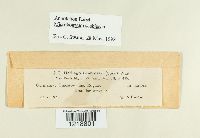 Microbotryum scabiosae image