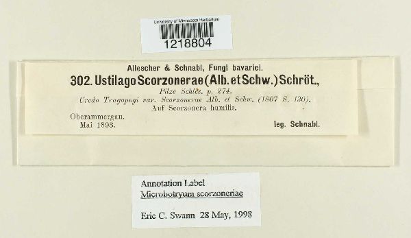 Microbotryum scorzonerae image