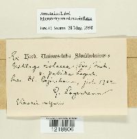 Microbotryum silenes-inflatae image