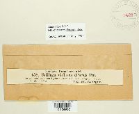 Microbotryum silenes-inflatae image