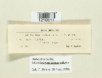 Microbotryum silenes-inflatae image