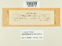 Microbotryum silenes-inflatae image