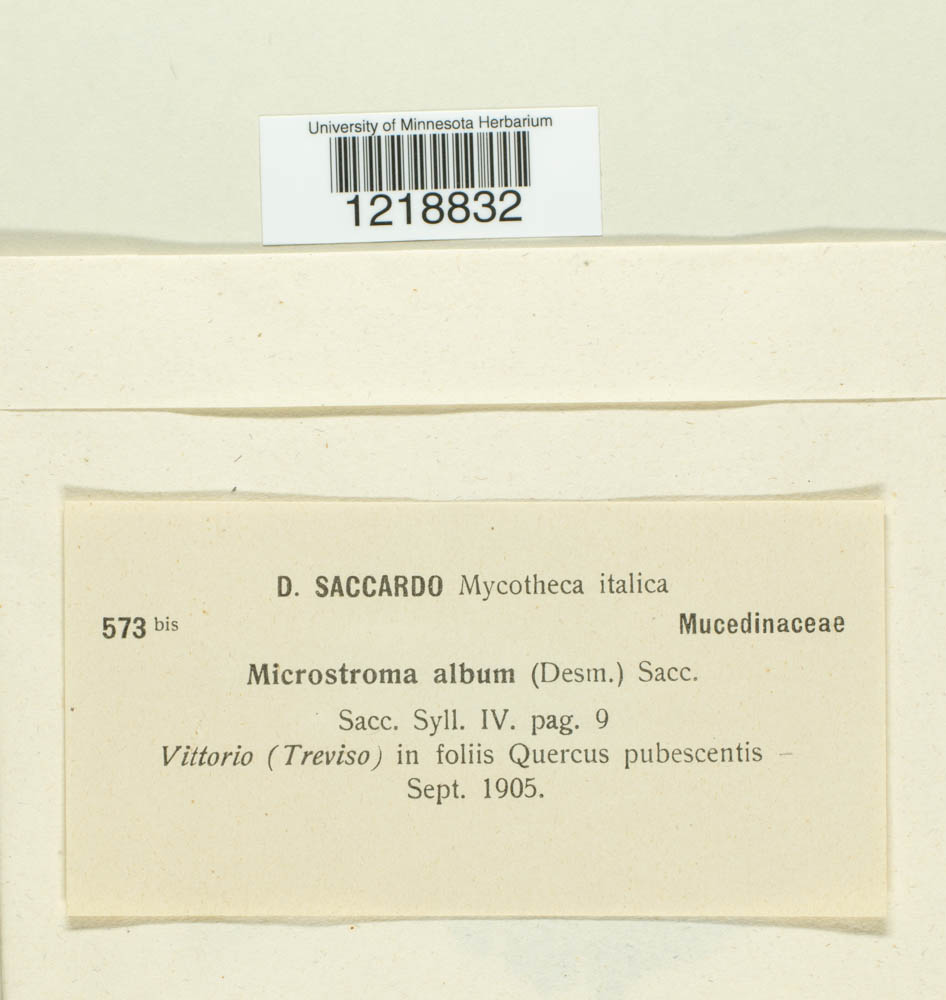 Microstroma album image