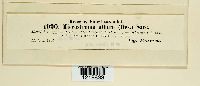 Microstroma album image