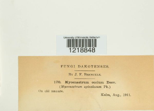 Mycenastrum corium image