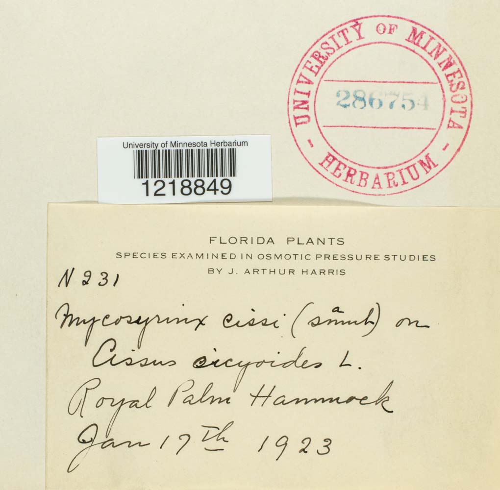 Mycosyrinx cissi image