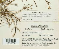 Mycosyrinx cissi image