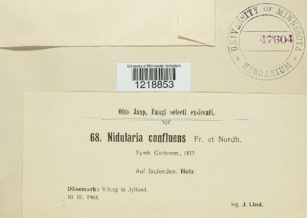 Nidularia deformis image