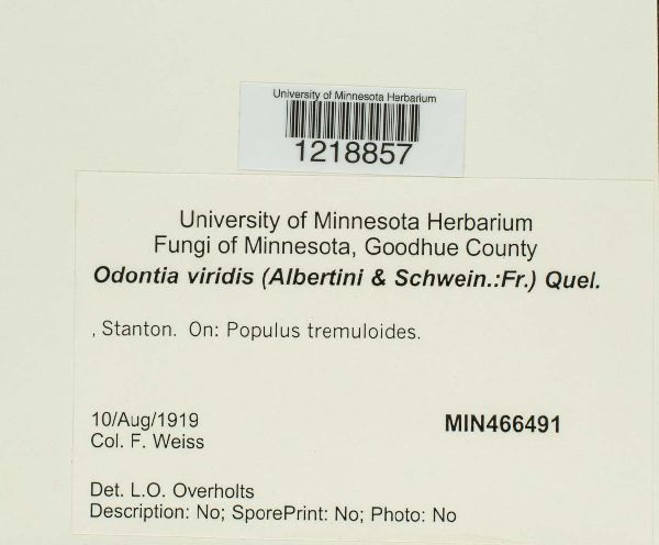 Amaurodon viridis image