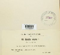 Media resource of Hyphodontia arguta