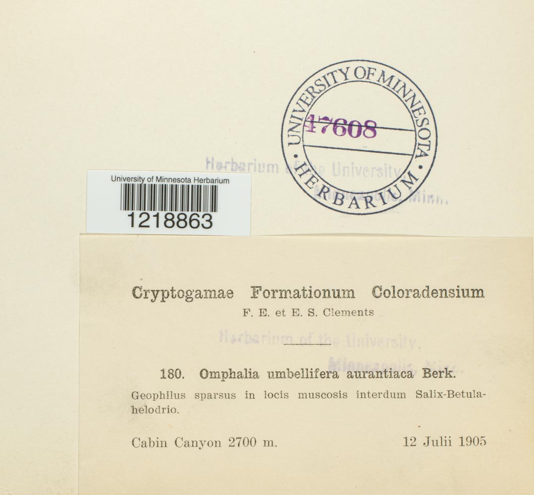 Lichenomphalia umbellifera image