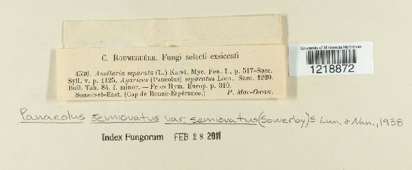 Panaeolus semiovatus var. semiovatus image
