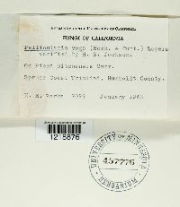 Botryobasidium vagum image