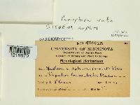 Peniophora rufa image