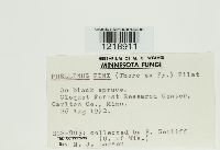 Porodaedalea pini image