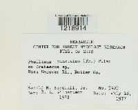 Fomitiporia punctata image