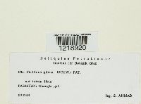 Phellinus gilvus image