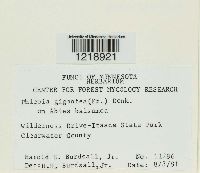 Phlebiopsis gigantea image