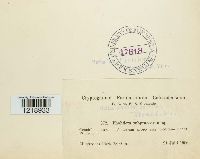 Pholiota howeana image