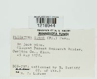 Media resource of Plicatura aurea