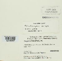 Plicaturopsis crispa image