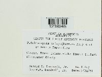 Plicaturopsis crispa image