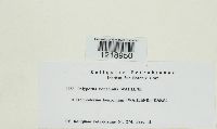 Media resource of Ischnoderma benzoinum