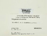 Polyporus arcularius image