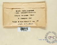 Fuscoporia ferruginosa image