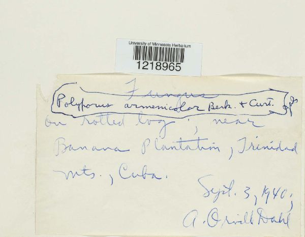 Polyporus armenicolor image