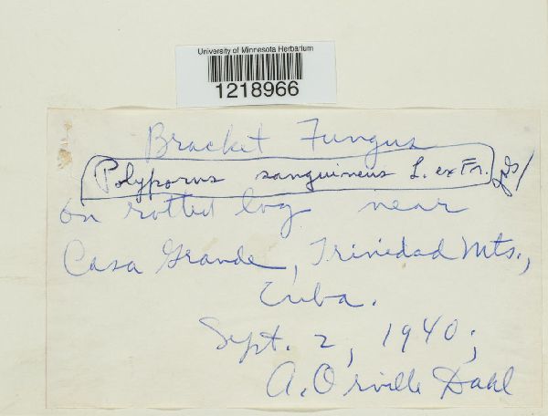 Polyporus sanguineus image