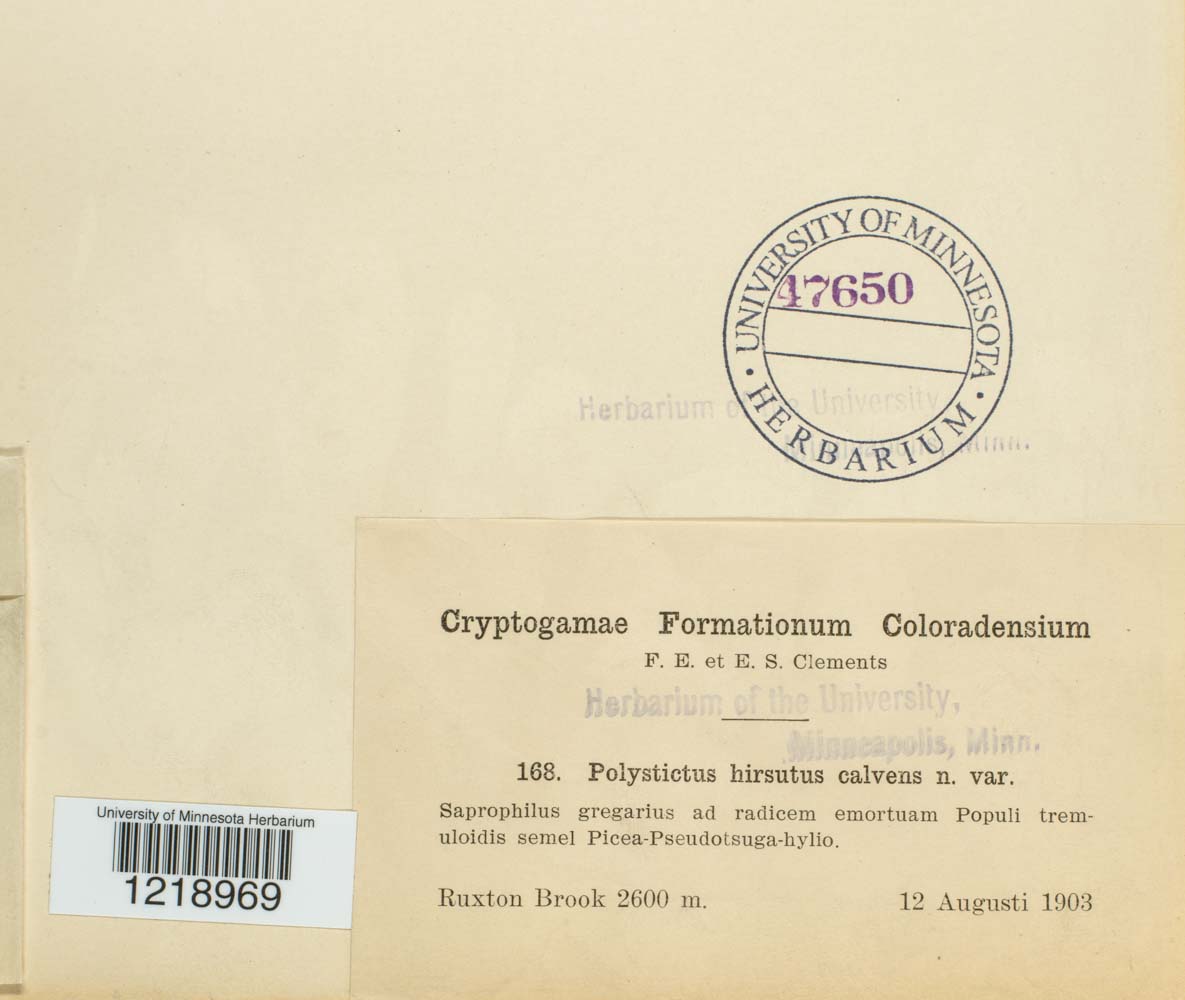 Polystictus hirsutus image