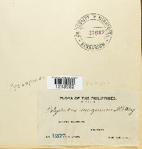 Pycnoporus sanguineus image