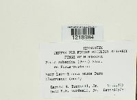 Perenniporia subacida image