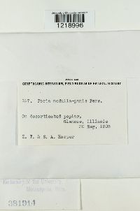 Perenniporia medulla-panis image