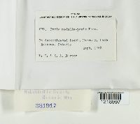 Perenniporia medulla-panis image