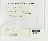 Gloeoporus taxicola image