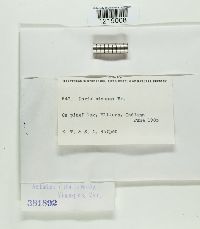 Antrodia sinuosa image